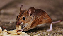 Find Exterminators in Oregon